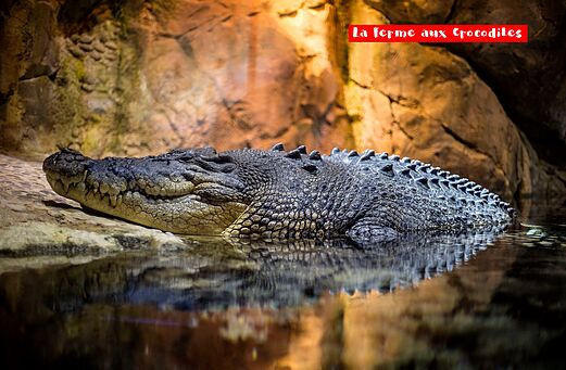 Grote krokodil bij La Ferme aux Crocodiles, attractie nabij Pierrelatte, Dr�me.