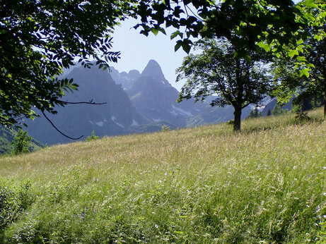 Groen veld, bomen en bergen op camping CAPFUN Saint Colomban des Villards (73).
