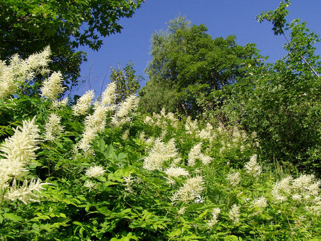 Witte bloemen en weelderig groen op camping CAPFUN Saint Colomban (73).