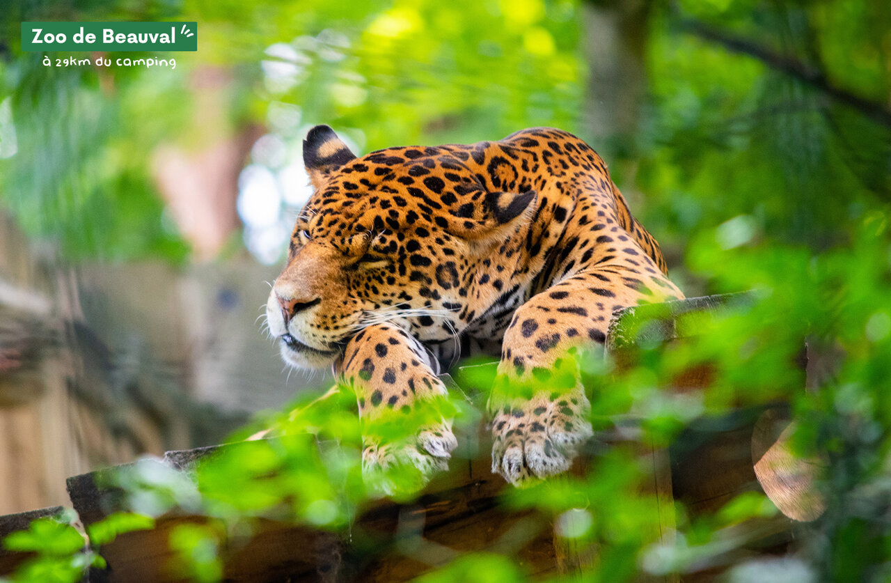 Jaguar rustend in ZooParc de Beauval, een plek om te bezoeken nabij de camping.