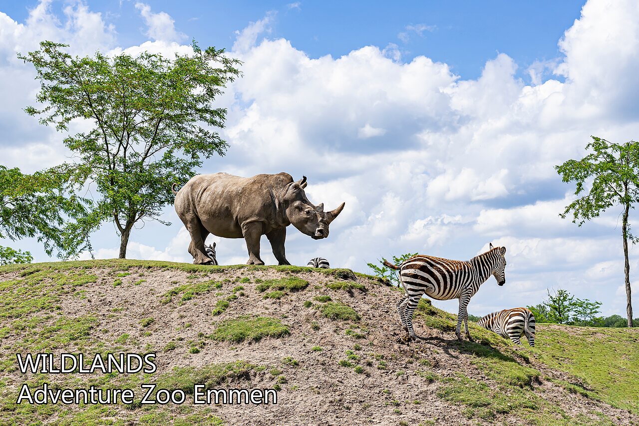 Dierenpark WILDLANDS Adventure Zoo Emmen, een attractie te bezoeken nabij de camping.