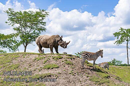Neushoorn en zebra's in WILDLANDS Adventure Zoo in Emmen, Nederland.