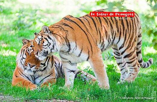 Twee majestueuze tijgers in Safari de Peaugres, een dierenpark om te bezoeken.