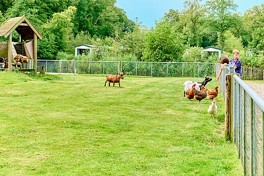 Miniboerderij met geiten, kippen en kinderen op camping CAPFUN De Waldsang in Bakkeveen.