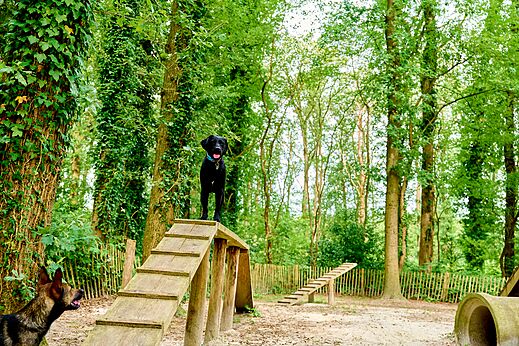 Hondenpark met honden op hindernissen op camping CAPFUN De Waldsang in Bakkeveen.