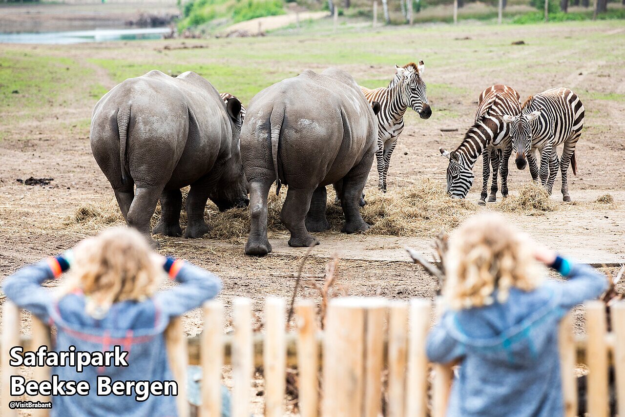 Safaripark Beekse Bergen, neushoorns en zebra's bekeken door kinderen, Brabant.
