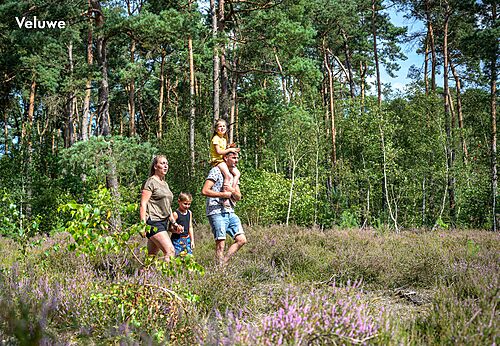 Familie wandelt door heideveld en bos op camping CAPFUN Zeumersehof in Voorthuizen.