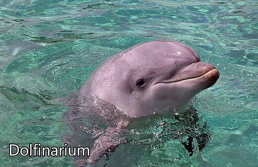 Lachende dolfijn zwemt in helder water bij het Dolfinarium, een attractie.